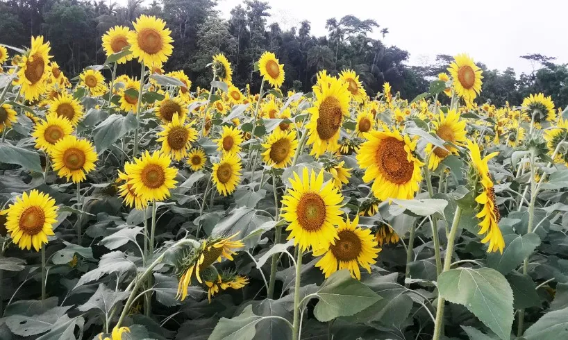 খরচ কম, লাভ বেশি হওয়ায় সূর্যমুখী চাষে কৃষকদের ঝোঁক